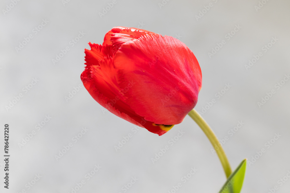 Red tulip. Close-up. Light grey background Red tulip. Close-up. Light grey background