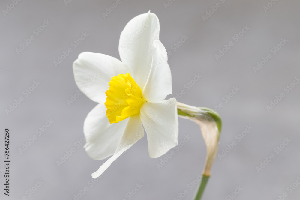 White narcissus with a yellow center. Narcissus head. Side view. Close-up. Light grey background White narcissus with a yellow center. Narcissus head. Side view. Close-up. Light grey background