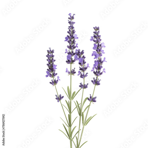 lavender isolated