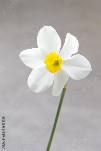 White narcissus. Six petals. Close-up. Light grey background