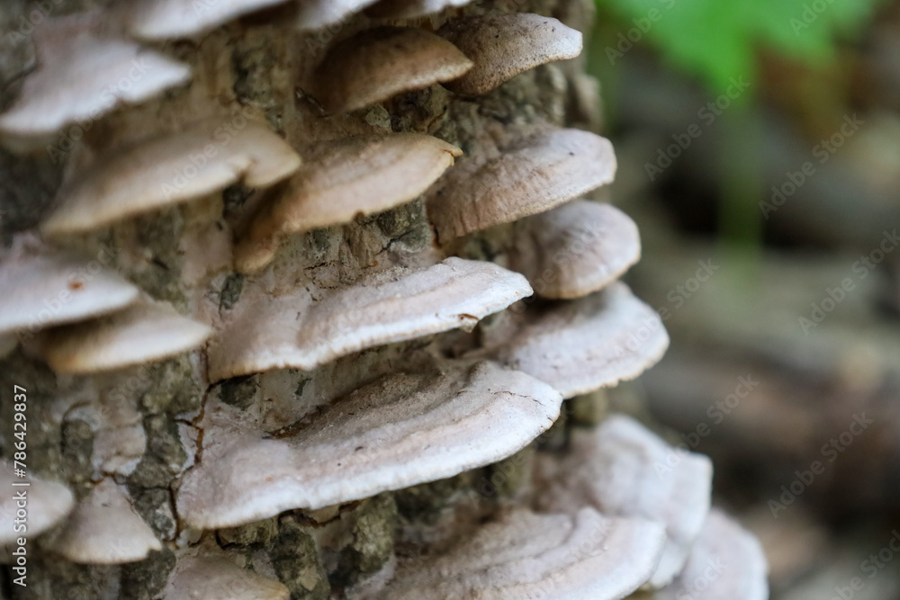 mushrooms on tree bark in the woods under green leaves photo mushrooms on tree bark in the woods under green leaves photo