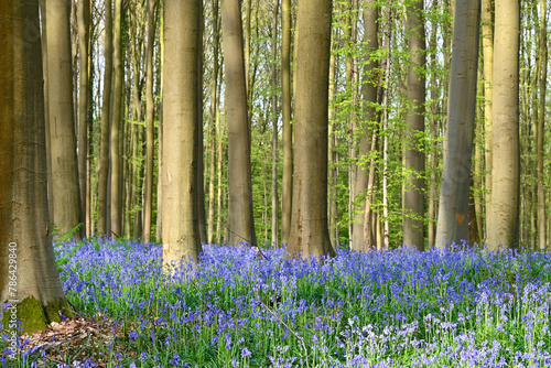 Beautiful view of the Hallerbos