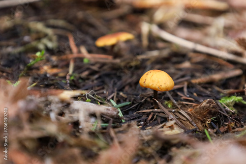 a small yellow mushroom sitting in the middle of the ground