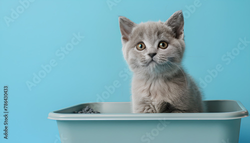 Cute British Shorthair cat in litter box on blue background