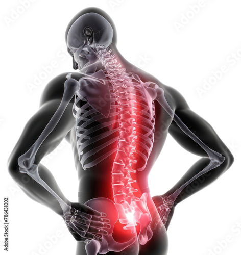PNG Anatomy adult human back.
