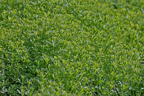 Close-up of dense thickets of lush green grass for screensavers or backgrounds