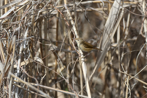 common reed warbler (Acrocephalus scirpaceus) filmed sitting on stems of dry reeds in breeding plumage and natural habitat