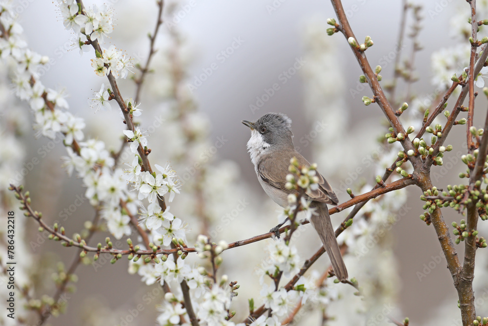 Various angles close-up photo of lesser whitethroat (Curruca curruca) in breeding plumage sitting on the branches of flowering trees and bushes Various angles close-up photo of lesser whitethroat (Curruca curruca) in breeding plumage sitting on the branches of flowering trees and bushes