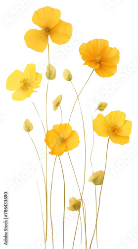 PNG Pressed perian buttercups wallpaper flower petal plant. © Rawpixel.com