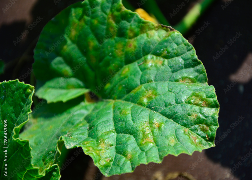 Bakteryjna kanciasta plamistość ogórka, Pseudomonas syringae, cucumber diseased, dangerous disease on cucumber leaves - Pseudomonas, Cucumber leaves infected by Pseudomonas syringae in the garden