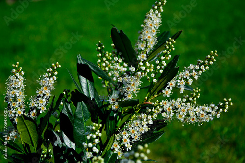 kwitnąca laurowisnia odmiana 'Otto Luyken', Prunus laurocerasus, karłowa odmiana laurowiśni, Prunus laurocerasus Otto Luyken, cherry laurel, common laurel, cherry laurel on a blurred green backgroun 