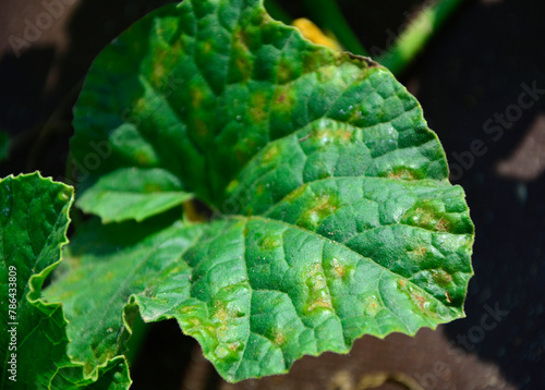 Bakteryjna kanciasta plamistość ogórka, Pseudomonas syringae, cucumber diseased, dangerous disease on cucumber leaves - Pseudomonas, Cucumber leaves infected by Pseudomonas syringae in the garden	 photo