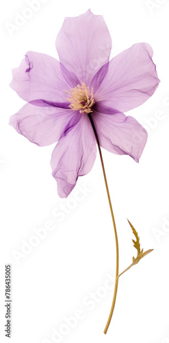 PNG Pressed purple flower blossom petal plant inflorescence.