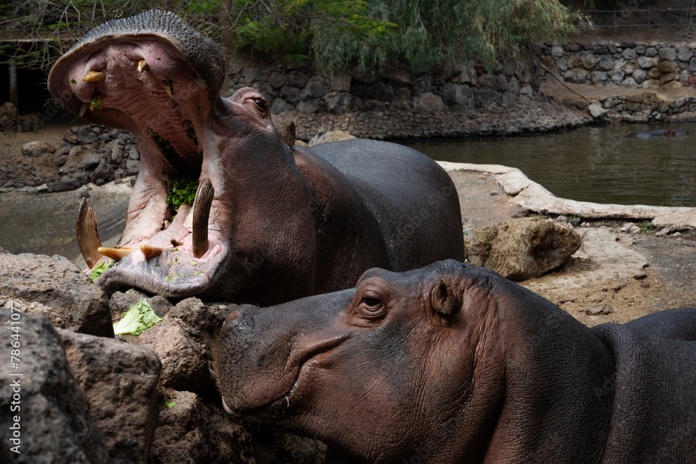 Two hippos are eating grass in a zoo. One of them has its mouth open. The other one is looking at the camera Two hippos are eating grass in a zoo. One of them has its mouth open. The other one is looking at the camera