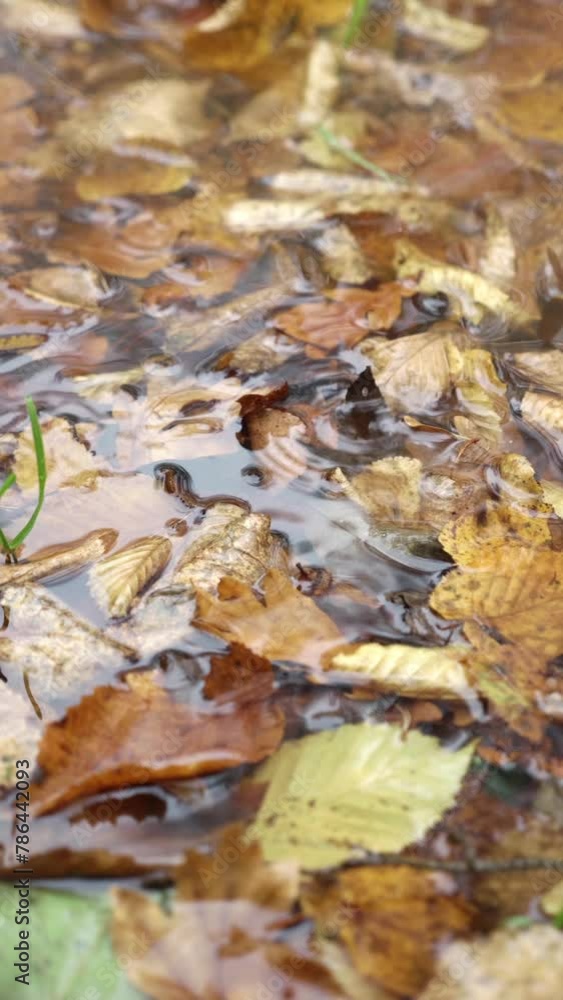 Water puddle in autumn with fallen brown leaves in rain with slow motion effect Water puddle in autumn with fallen brown leaves in rain with slow motion effect