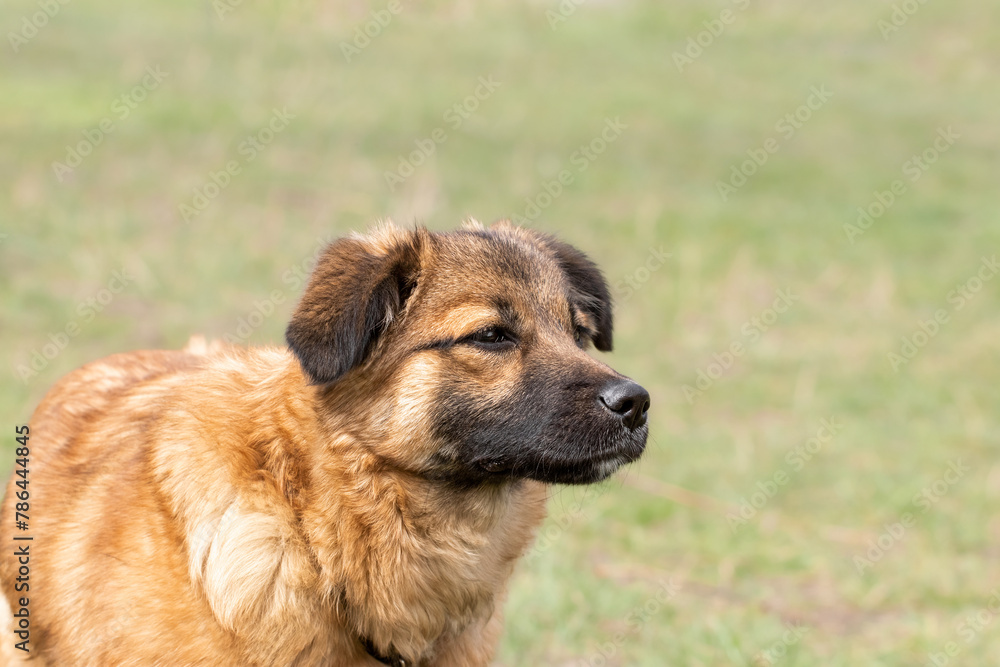 Funny head shot of cute red dog.The dog sniffs something with interest.Funny animals. Funny head shot of cute red dog.The dog sniffs something with interest.Funny animals.