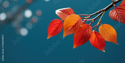A branch with red berries and leaves © Murda
