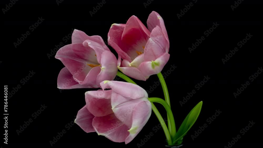 Beautiful bouquet of pink tulips on black background, close-up. Holiday bouquet. Wedding backdrop, Valentines Day, Mother's day, Women's day, Easter concept. Beautiful bouquet of pink tulips on black background, close-up. Holiday bouquet. Wedding backdrop, Valentines Day, Mother's day, Women's day, Easter concept.
