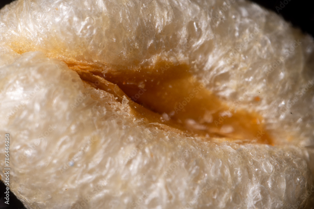 Obraz premium white grain of wheat or oats inflated to look like a vagina