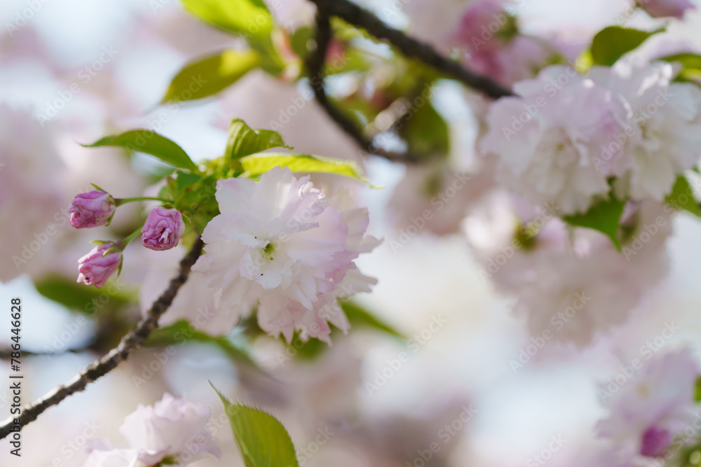 Obraz premium 4月の農業公園に咲く美しい桜の花