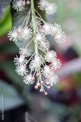 Beautiful Croton (codiaeum variegatum) flowers.