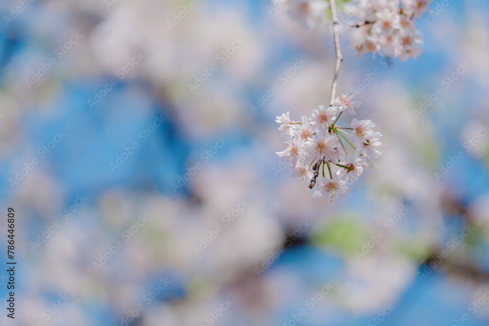 Fototapeta premium 4月の農業公園に咲く美しい桜の花