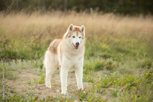 Portrait of beige and white siberian husky dog with brown eyes in the field at sunset in bright fall