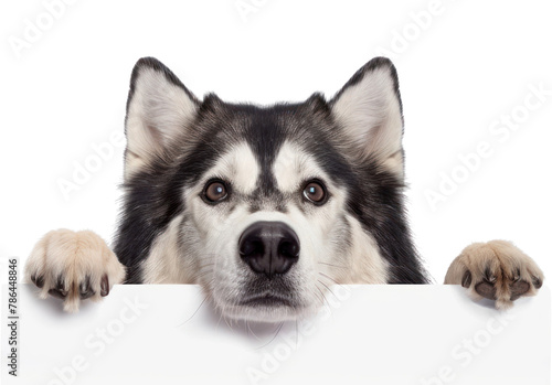 PNG Alaskan Malamute peeking mammal animal.