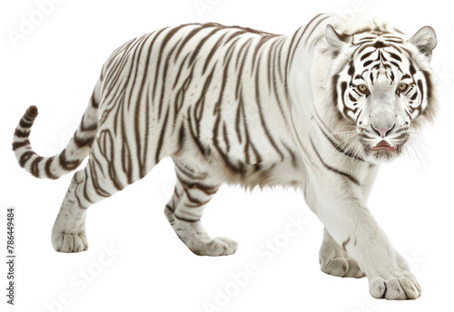 PNG White Tiger tiger wildlife animal. photo