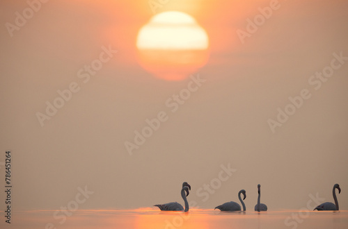 Greater Flamingos during sunrise with dramatic hue, Asker coast, Bahrain