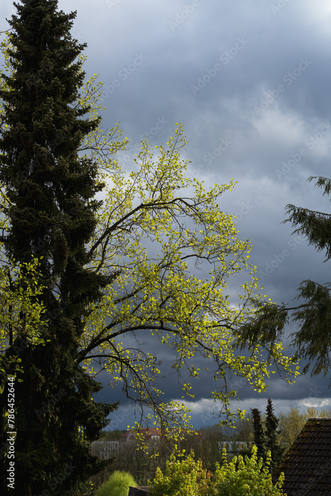 Wechselndes Aprilwetter, leuchtende Farben junge Blätter Wechselndes Aprilwetter, leuchtende Farben junge Blätter