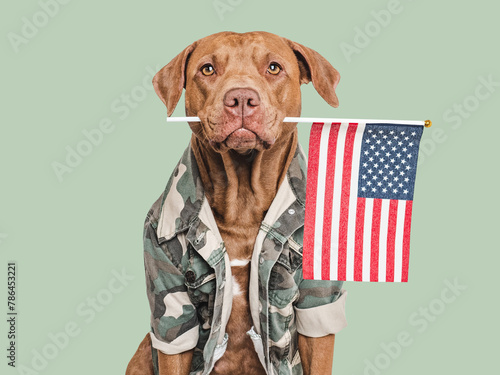 Adorable brown dog, American Flag and military shirt. Close-up, indoors. Studio shot. Congratulations for family, loved ones, relatives, friends and colleagues. Pets care concept