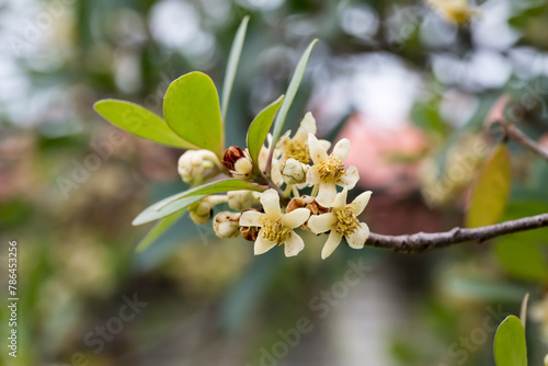 The Japanese Cleyera (ternstroemia gymnanthera) flowers. photo