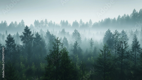 Misty landscape, fog over forest
