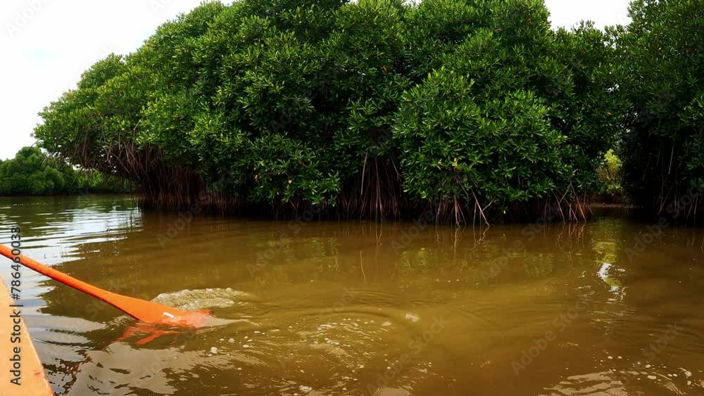 Boating through the Pichavaram Mangrove Forests. The second largest