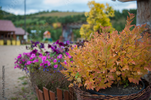 Japanese spirea Firelight c...