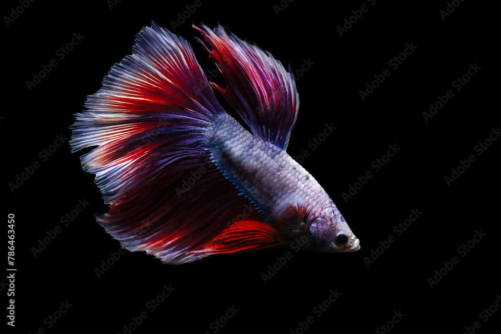 A betta fish with great details and colors. Black background. A betta fish with great details and colors. Black background.