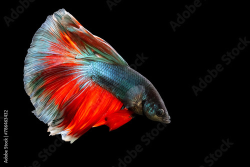 A betta fish with great details and colors. Black background.