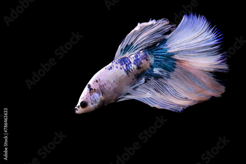 A betta fish with great details and colors. Black background. © serkanmutan