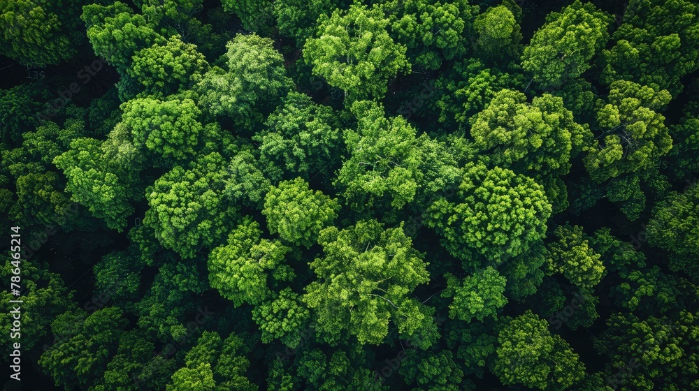 Aerial top view of green trees in forest Drone view of dense green trees capturing CO2. Natural background of green trees.