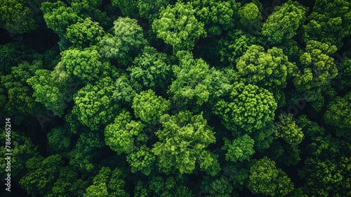 Aerial top view of green trees in forest Drone view of dense green trees capturing CO2. Natural background of green trees.