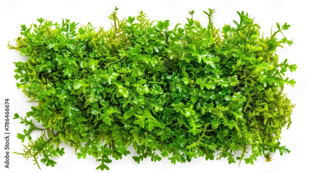Obraz premium scattered green moss Isolated on white background.