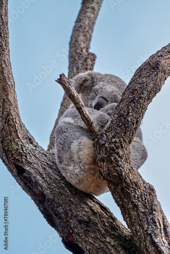 Photography Sleeping koala