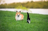 furry friends, a black cat with a raised tail and a cheerful corgi dog walk side by side in a green meadow on a sunny spring day