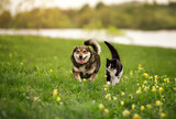  furry friends, a black cat and a cheerful dog, quickly run side by side along a green meadow on a sunny spring day