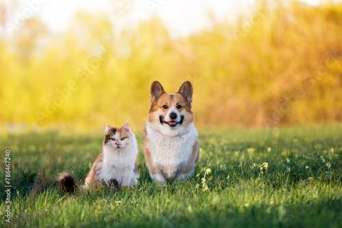 furry friends a red cat and a cheerful corgi dog are sitting next to each other in a green meadow on a sunny summer day