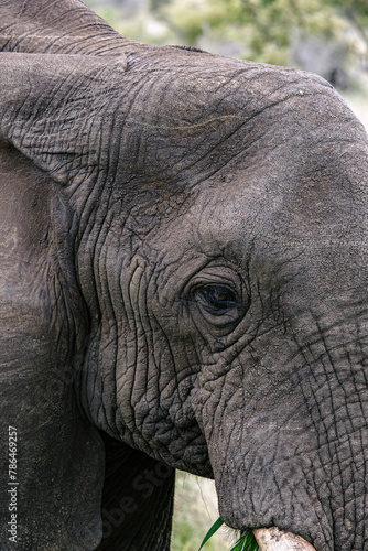Eye and gray skin detail of African elephant close up. animals wildlife vertical background. Wild nature wallpaper. Kruger National Park  South Africa