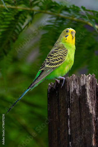 Budgerigar