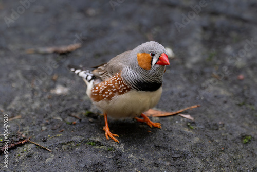 Australian Zebra Finch