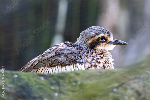 Bush Stone-Curlew